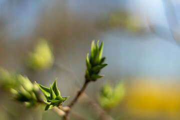 New green lilac leaves forming in early spring, soft-focused background with light and color bokeh. Ideal for spring-themed designs.