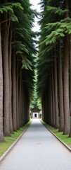 palm trees in the park