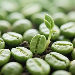 coffee beans on a green background