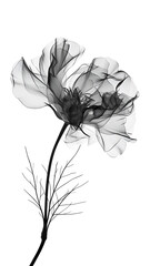 Black carnation on white background. Black and white minimalist floral illustration