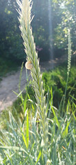 Close-up of a snail on wheat stem in sunlit nature landscape