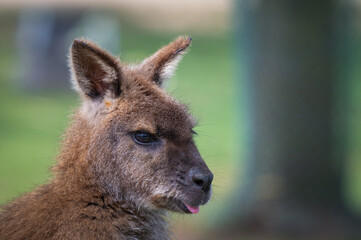 Close Up Swamp Wallaby