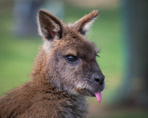 Close Up Swamp Wallaby