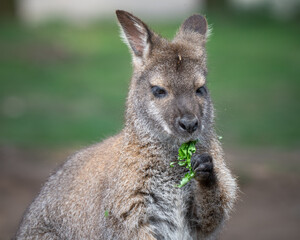 Bennett's Wallaby Feeding Alone