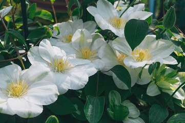 Clematis variety Jancy Cream large-flowered. White flowers of clematis. Flowering large-flowered garden liana