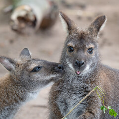 Fototapeta premium A pair of Bennets Wallabys Feeding Together