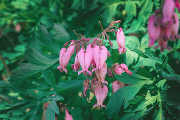 Dicentra Formosa Luxuriant flowers close up. Close-up of pink flowering plant. Wild Bleeding Hearts