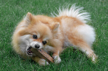 Pomeranian Spitz, pomchi lying on the lawn, chewing on a stick. Brushing teeth dog . A dog in the natural environment