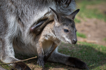 Naklejka premium Joey Bennets Wallaby Hanging out of its mother's Pouch