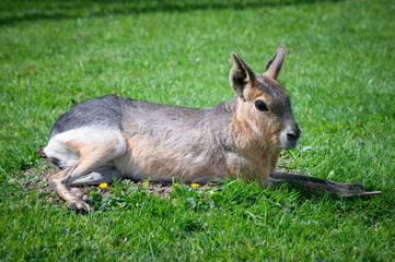 Patagonian Mara Resting o Grass