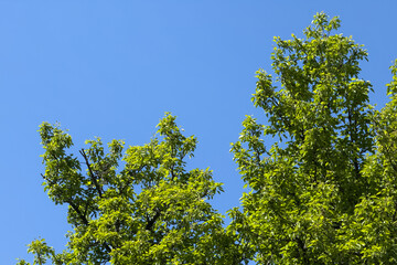Bright green tree tops against clear blue sky