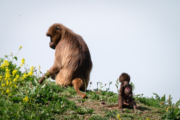Baby Gelada Monkey Playing Near its Mother