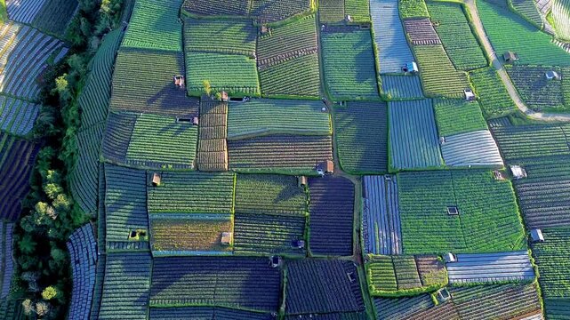 Neat and very fresh vegetable plants, there are various plants such as spring onions, potatoes, celery, on the slopes of Mount Sumbing, Central Java, Indonesia.