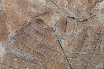 Macro close-up of fossil leaf imprint on sandstone from Spitzbergen