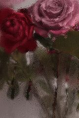Smoke selected Soft focus red pink Rose Flower through glass with wet flow water drops. Abstract...
