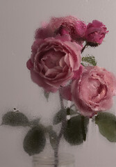 Smoke selected Soft focus pink Rose Flower through glass with wet flow water drops. Abstract...