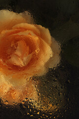 Smoke selected Soft focus yellow; orange Rose Flower through glass with wet flow water drops....