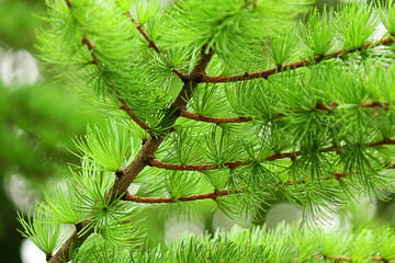 branches with young needles European larch Larix decidua.