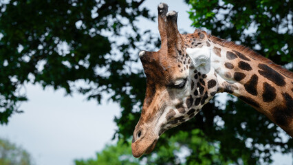 Rothschild Giraffe Close-up