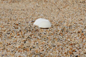 A white, lightly patterned cockleshell lays on the sand on a beach in California