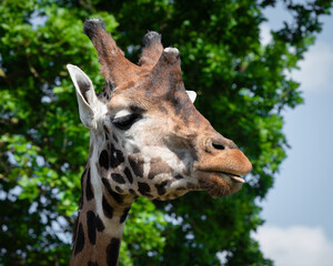 Rothschild Giraffe Close-up