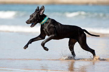 Dogs playing on the beach