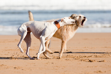 Dogs playing on the beach