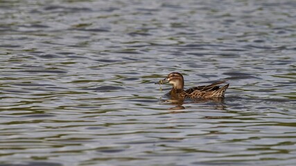 Wild duck mallard swims in water on pond in summer