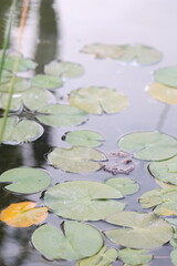 water lilies in the pond
