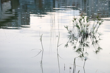 reflections in water lake