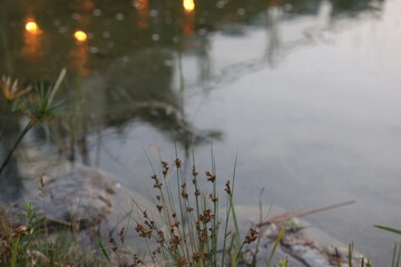 reflections in water lake