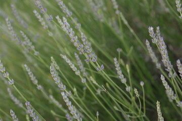 lavenders in the lavender garden in close-up