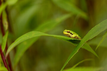 European tree frog (Hyla arborea) on branch in lush green habitat. Close-up of vibrant green amphibian. Ideal for wildlife, nature, and frog-themed stock content.