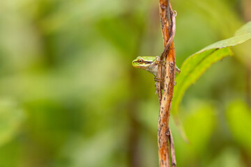 European tree frog (Hyla arborea) on branch in lush green habitat. Close-up of vibrant green amphibian. Ideal for wildlife, nature, and frog-themed stock content.