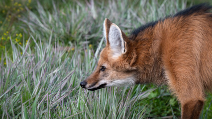 Maned Wolf Standing on Grass © Ian