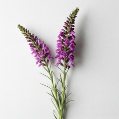 lilac flowers on a wooden background
