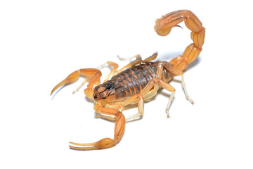 Closeup of the endemic Spanish yellow scorpion Buthus elongatus from Málaga, Andalusia, photographed on white background.