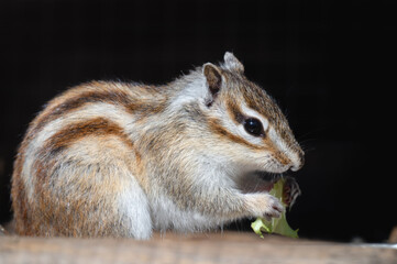 Chipmunk Feeding Close-up