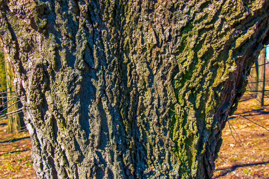 Detail of the bark of a hackberry tree - Latin name - Celtis occidentalis