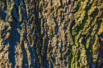 Common hackberry bark detail - Latin name - Celtis occidentalis