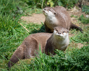 Pair of Otters on the Grass