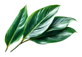Vibrant green leaves nature botanical close-up biophilia isolated on transparent background