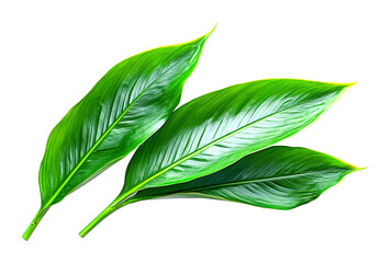 Vibrant green leaves close-up nature botanical studio high detail isolated on transparent background