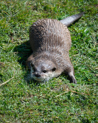 Otter Drying off on Grass