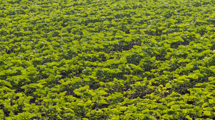 Close-up of a young green sunflower crop