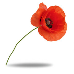 Single red poppy isolated
