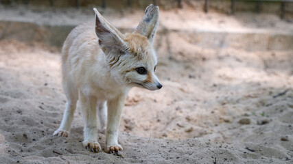 Captive Fennec Fox Standing on the Ground
