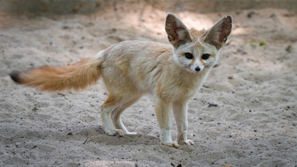 Captive Fennec Fox Standing on the Ground