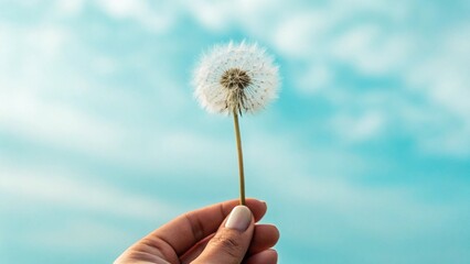 Fototapeta premium A delicate dandelion seed head is gently held in a hand against a clear, soft blue sky with wispy clouds