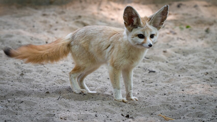 Captive Fennec Fox Standing on the Ground